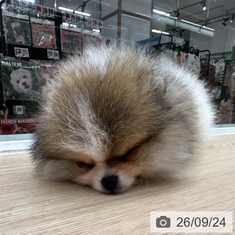 ポメラニアンの写真