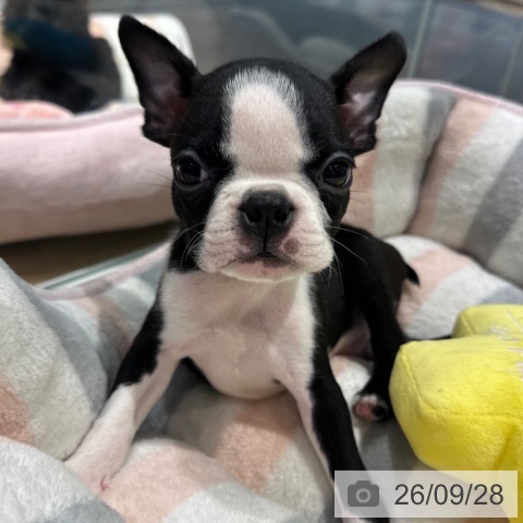 大阪府のボストンテリア (ペットプラス イオン大日店/2026年7月25日生まれ/男の子/ボストンカラー)の子犬の3枚目の画像