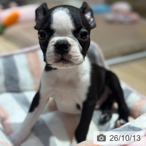 大阪府のボストンテリア (ペットプラス イオン大日店/2026年7月25日生まれ/男の子/ボストンカラー)の子犬の4枚目の画像