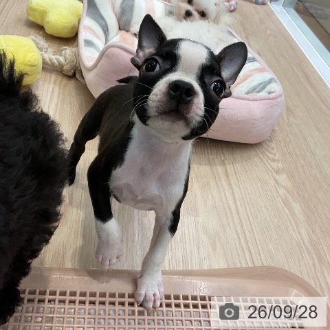 大阪府のボストンテリア (ペットプラス ららぽーと和泉店/2026年7月25日生まれ/男の子/ボストンカラー)の子犬の4枚目の画像
