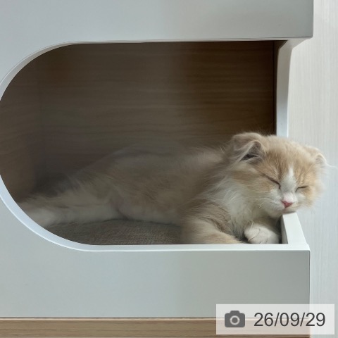 スコティッシュフォールドの写真