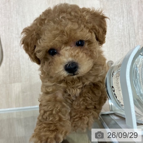 新潟県のトイプードル(トイ) (ペットプラス 新潟亀田インター店/2026年7月27日生まれ/女の子/オレンジフォーン)の子犬の3枚目の画像
