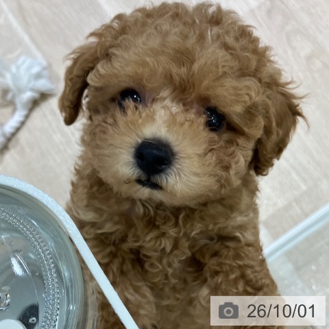 新潟県のトイプードル(トイ) (ペットプラス 新潟亀田インター店/2026年7月27日生まれ/女の子/オレンジフォーン)の子犬の4枚目の画像