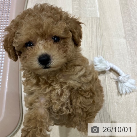 新潟県のトイプードル(トイ) (ペットプラス 新潟亀田インター店/2026年7月27日生まれ/女の子/オレンジフォーン)の子犬の3枚目の画像