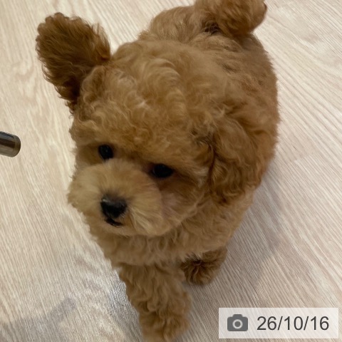 大阪府のトイプードル(トイ) (ペットプラス ららぽーと和泉店/2026年7月27日生まれ/男の子/オレンジフォーン)の子犬の4枚目の画像