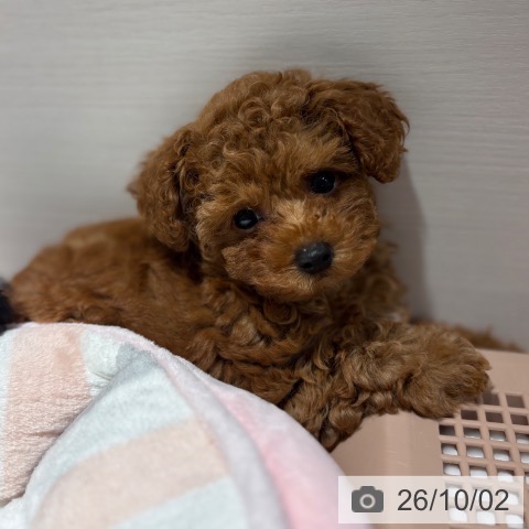 兵庫県のトイプードル(トイ) (ペットプラス 神戸三宮店/2026年7月27日生まれ/男の子/レッドフォーン)の子犬の3枚目の画像