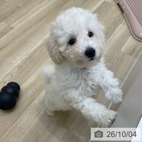 京都府のトイプードル(トイ) (ペットプラス 久御山店/2026年7月27日生まれ/男の子/ホワイト)の子犬の3枚目の画像