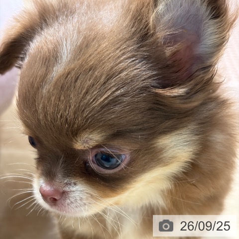 チワワの写真