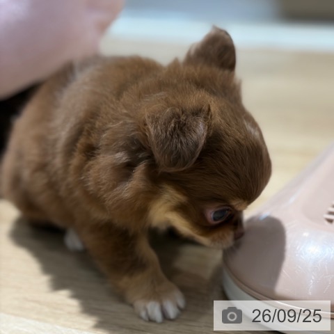 チワワの写真
