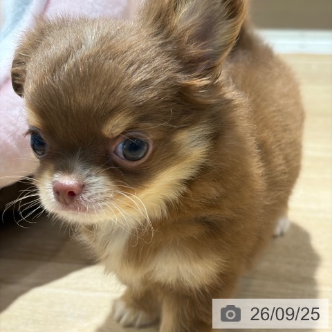 チワワの写真