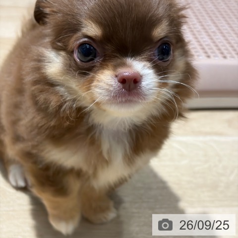 チワワの写真