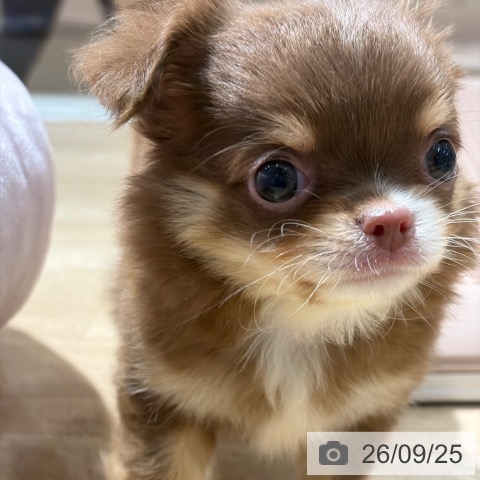チワワの写真