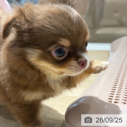 チワワの写真