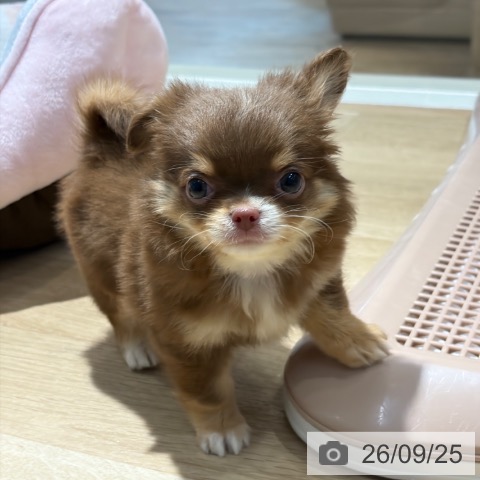 チワワの写真