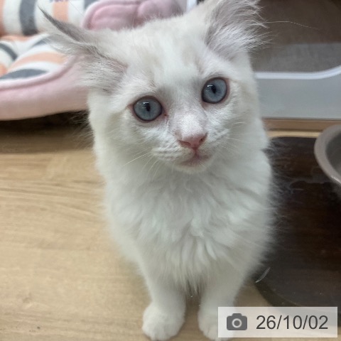 ラグドールの写真