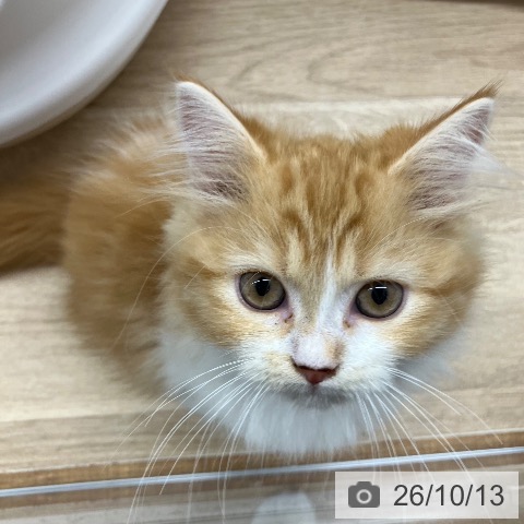 新潟県のラガマフィン (ペットプラス 新潟亀田インター店/2026年7月27日生まれ/男の子/レッドタビーホワイト)の子猫の3枚目の画像