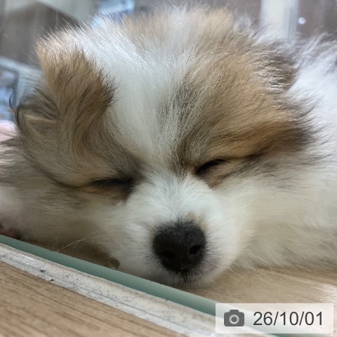 新潟県のポメラニアン (ペットプラス 新潟亀田インター店/2026年7月26日生まれ/男の子/パーティーカラー)の子犬の4枚目の画像