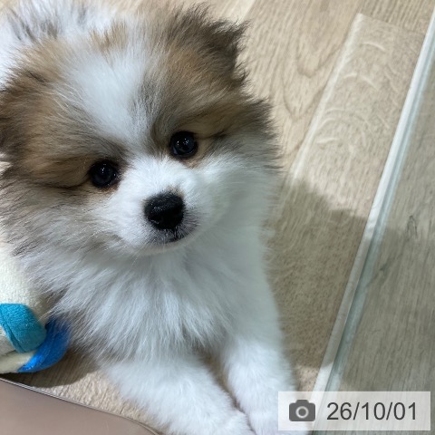 新潟県のポメラニアン (ペットプラス 新潟亀田インター店/2026年7月26日生まれ/男の子/パーティーカラー)の子犬の3枚目の画像