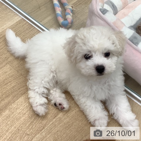 大阪府のビションフリーゼ (ペットプラス りんくう泉南店/2026年7月27日生まれ/男の子/ホワイト)の子犬の3枚目の画像