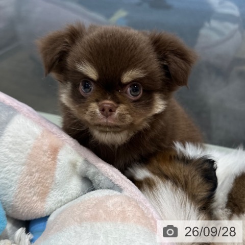 チワワの写真