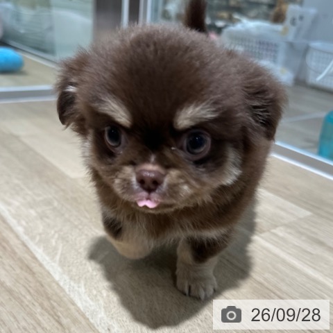 チワワの写真