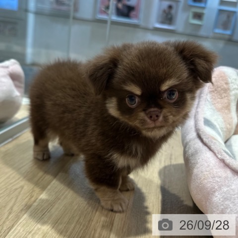 チワワの写真