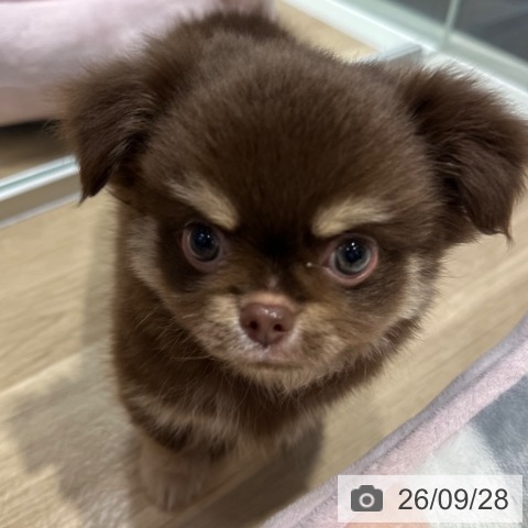 チワワの写真