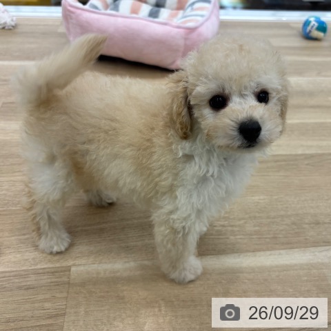 大阪府のトイプードル(トイ) (ペットプラス 松原店/2026年7月29日生まれ/男の子/ペールフォーン)の子犬の4枚目の画像