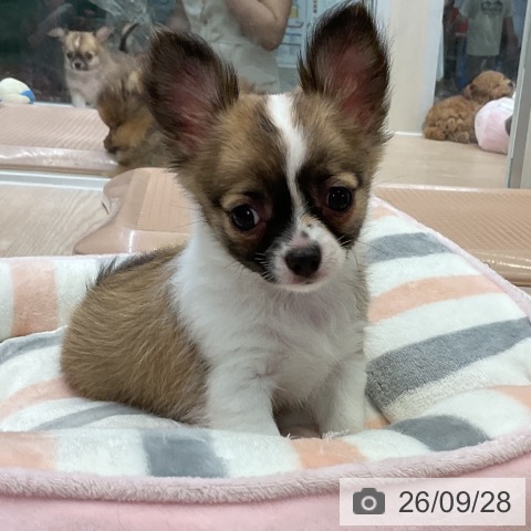 チワワの写真