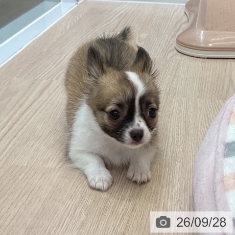 チワワの写真