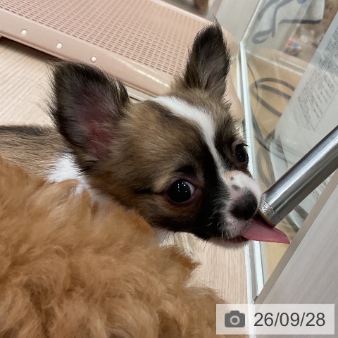 チワワの写真