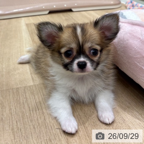 チワワの写真