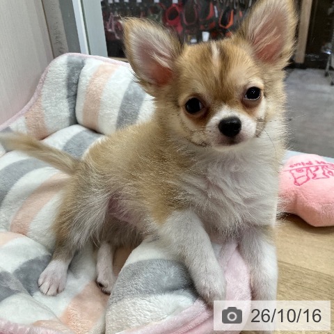 兵庫県のチワワ(ロング) (ペットプラス 明石店/2026年7月28日生まれ/男の子/フォーンホワイト)の子犬の4枚目の画像