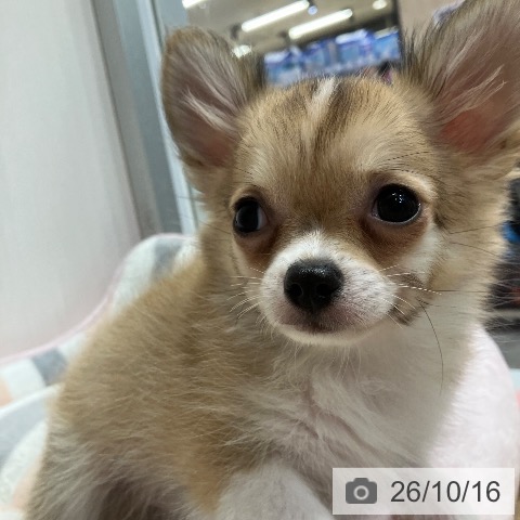 兵庫県のチワワ(ロング) (ペットプラス 明石店/2026年7月28日生まれ/男の子/フォーンホワイト)の子犬の3枚目の画像