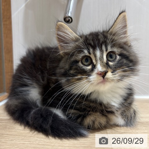 ノルウェージャンフォレストキャットの写真