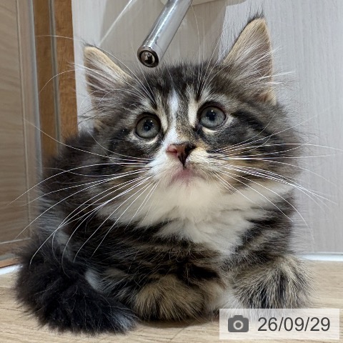 ノルウェージャンフォレストキャットの写真