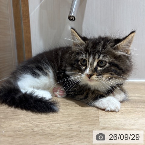 ノルウェージャンフォレストキャットの写真