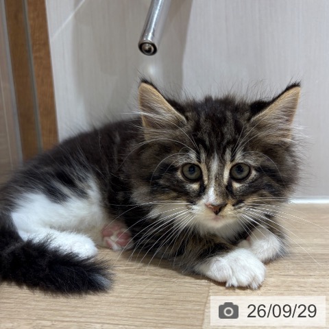 ノルウェージャンフォレストキャットの写真