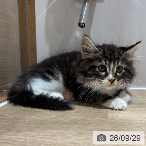 ノルウェージャンフォレストキャットの写真
