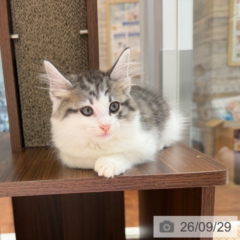 大阪府のノルウェージャンフォレストキャット (ペットプラス 四條畷店/2026年7月26日生まれ/男の子/シルバータビーホワイト)の子猫の3枚目の画像