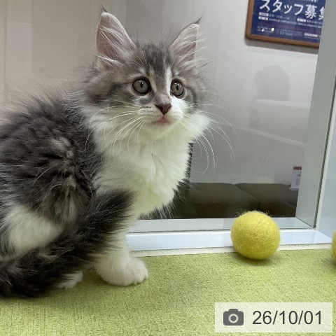 大阪府のノルウェージャンフォレストキャット (ペットプラス ららぽーと和泉店/2026年7月24日生まれ/女の子/ブルータビーホワイト)の子猫の3枚目の画像