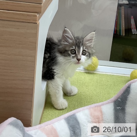 大阪府のノルウェージャンフォレストキャット (ペットプラス 堺北花田店/2026年7月24日生まれ/女の子/ブルータビーホワイト)の子猫の4枚目の画像