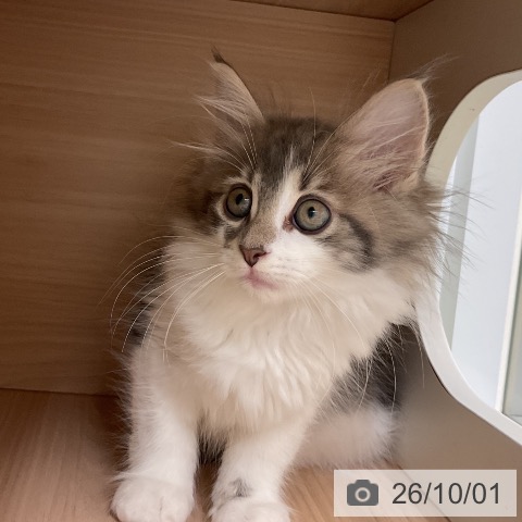 大阪府のノルウェージャンフォレストキャット (ペットプラス 堺北花田店/2026年7月24日生まれ/女の子/ブルータビーホワイト)の子猫の3枚目の画像