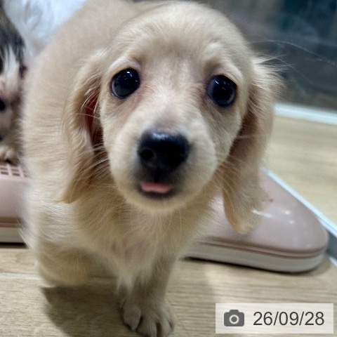 ミニチュア・ダックスフンドの写真