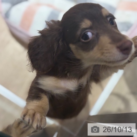 大阪府のミニチュアダックスフンド(ロング) (ペットプラス イオン大日店/2026年7月29日生まれ/男の子/チョコレートタン)の子犬の3枚目の画像