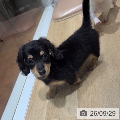ミニチュア・ダックスフンドの写真