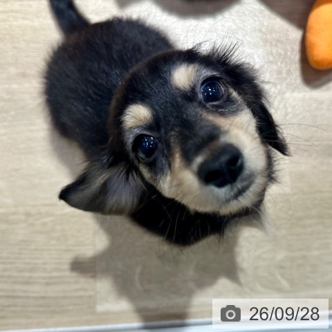 ミニチュア・ダックスフンドの写真