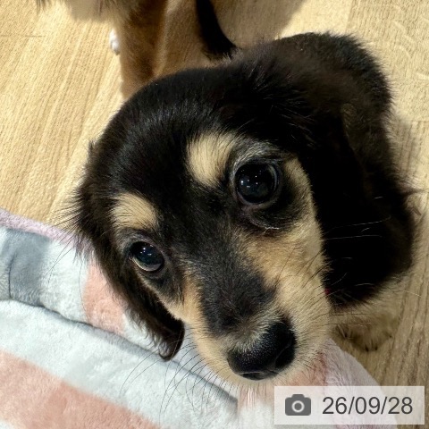 ミニチュア・ダックスフンドの写真