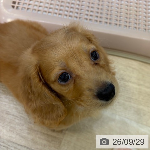ミニチュア・ダックスフンドの写真