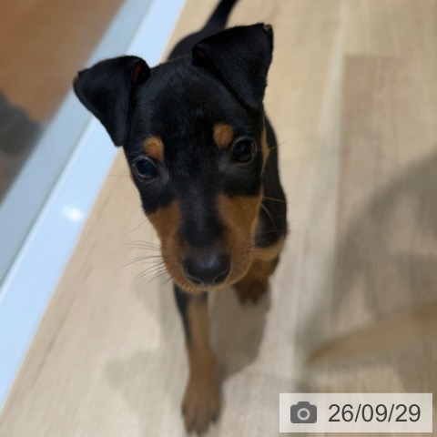 ミニチュア・ピンシャーの写真